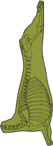 Australian Mutton Carcases by Air
