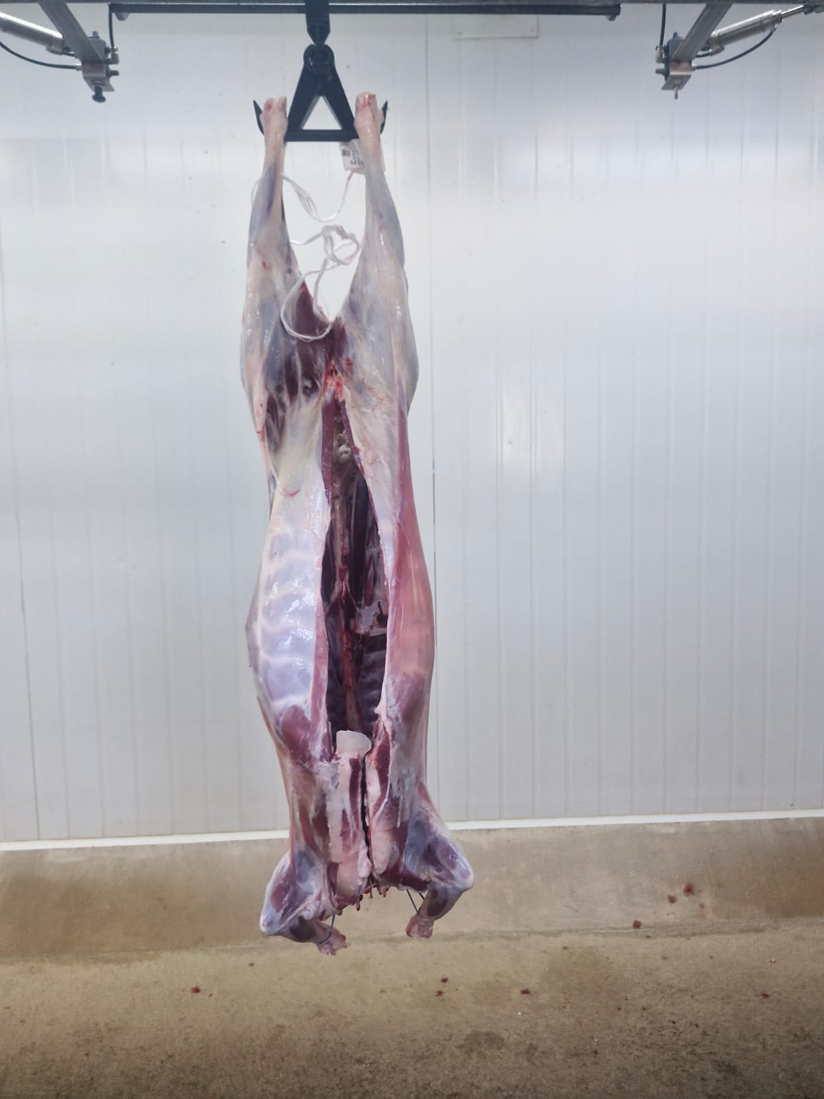 Australian Mutton Carcases by Air