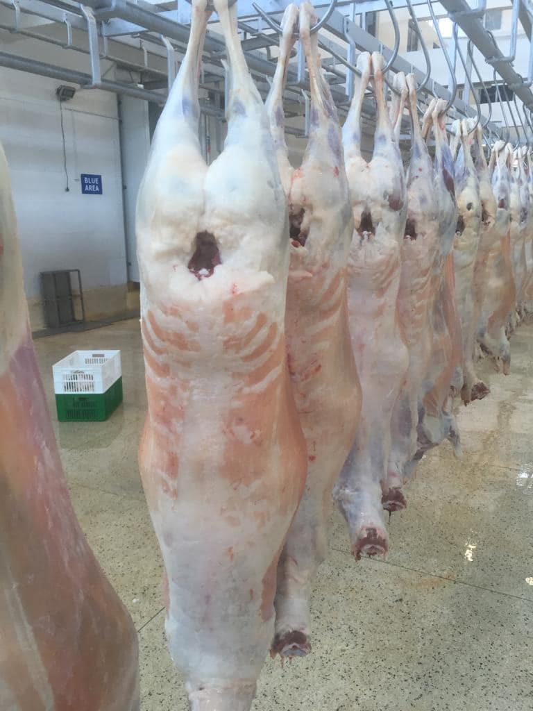 Australian Lamb Carcases by Air