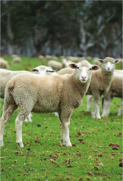 Australian Hogget Carcases by Air